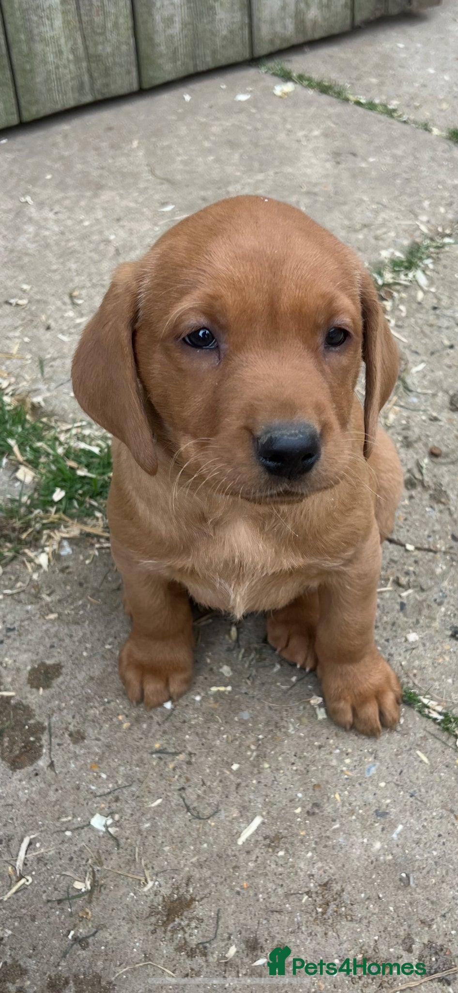 Labrador Retriever dogs Stunning Fox Red Labrador pups for sale - Advert 10