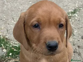 Labrador Retriever dogs Stunning Fox Red Labrador pups for sale - Advert 10