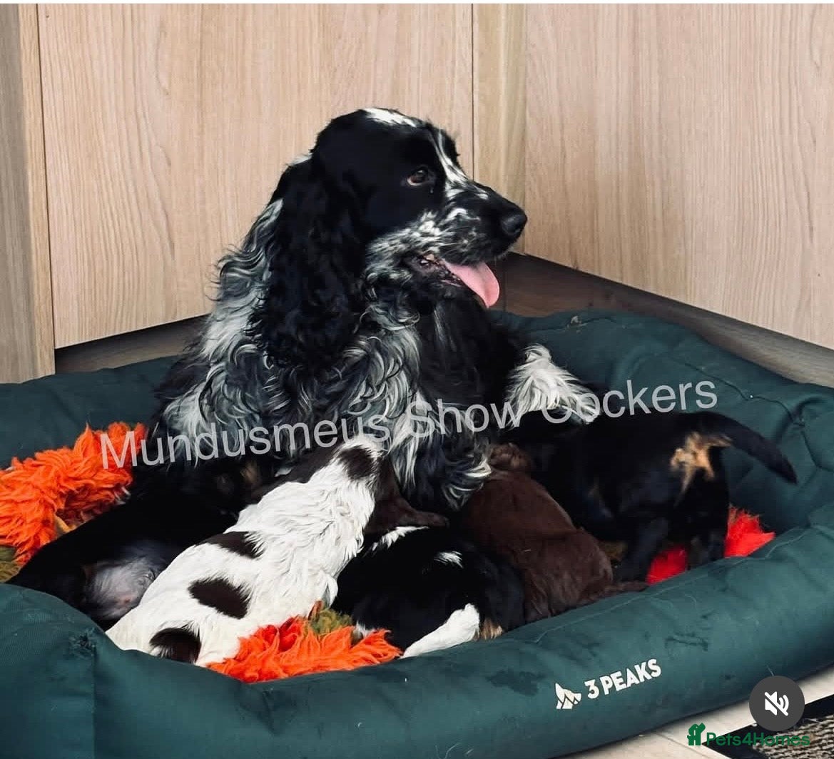 Cocker Spaniel dogs serbia line quality show cocker pups - Advert 3
