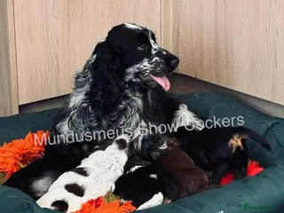 Cocker Spaniel dogs serbia line quality show cocker pups - Advert 2