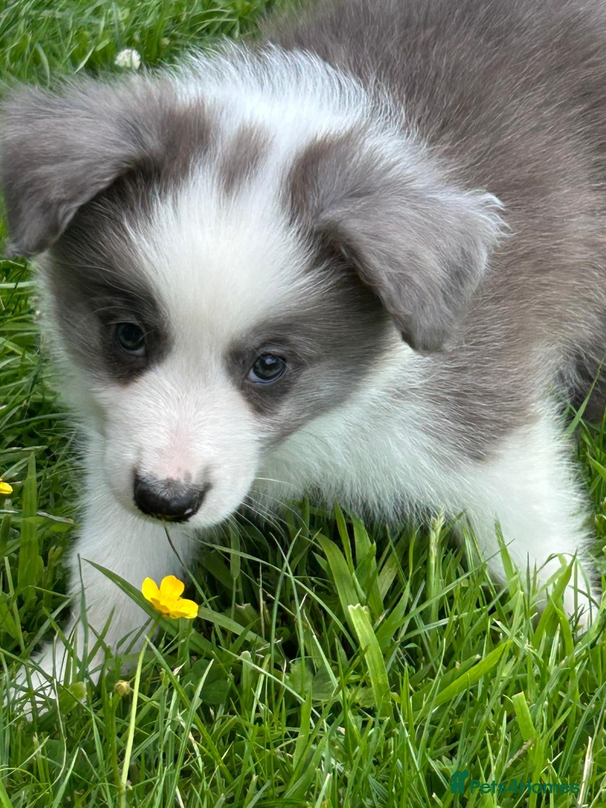 Border Collie dogs Gorgeous KC Registered Health Tested Border Collie - Advert 2