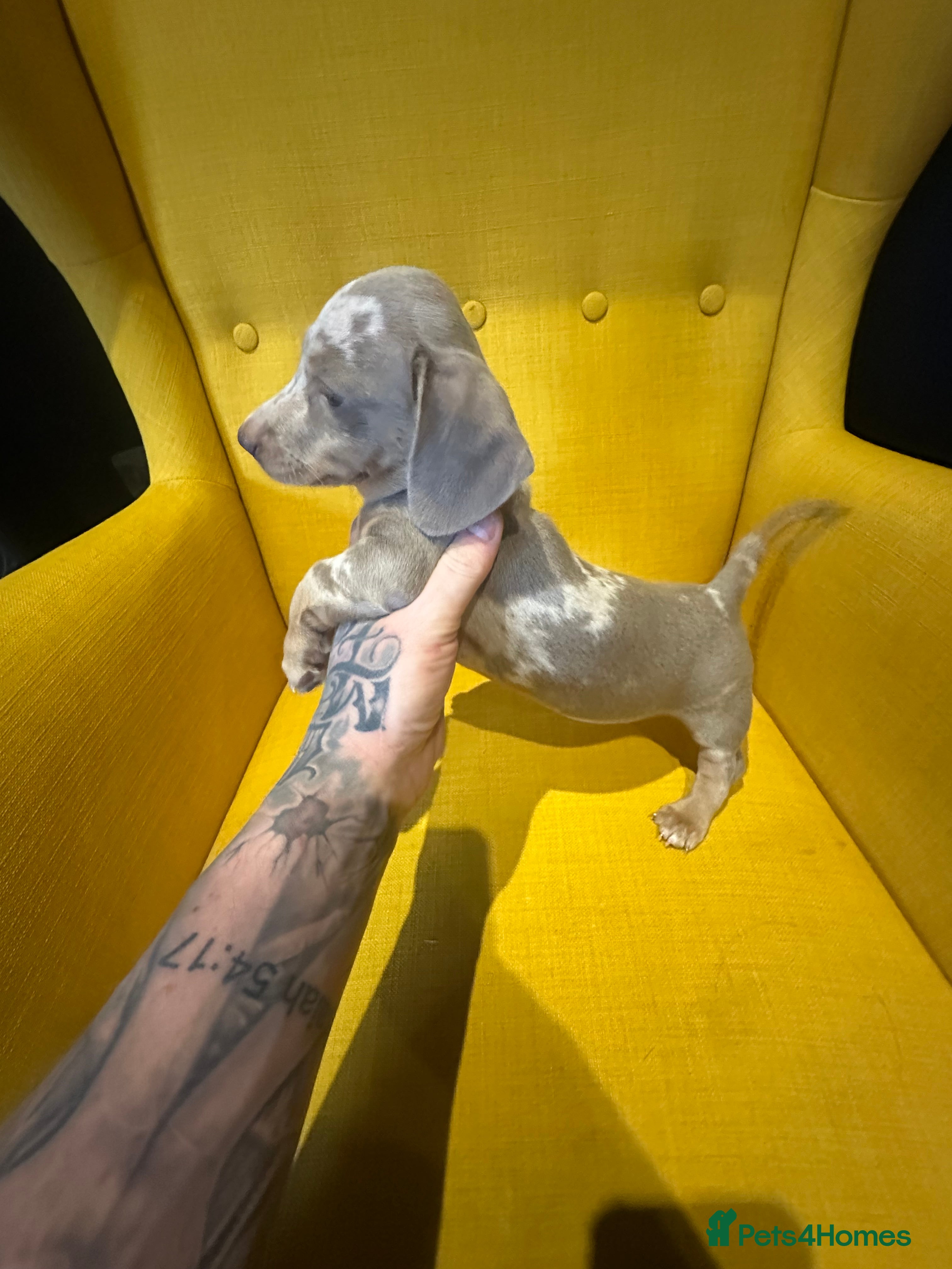 Miniature Dachshund dogs Mini dachshunds - Advert 1