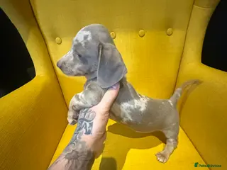 Miniature Dachshund dogs Mini dachshunds - Advert 1