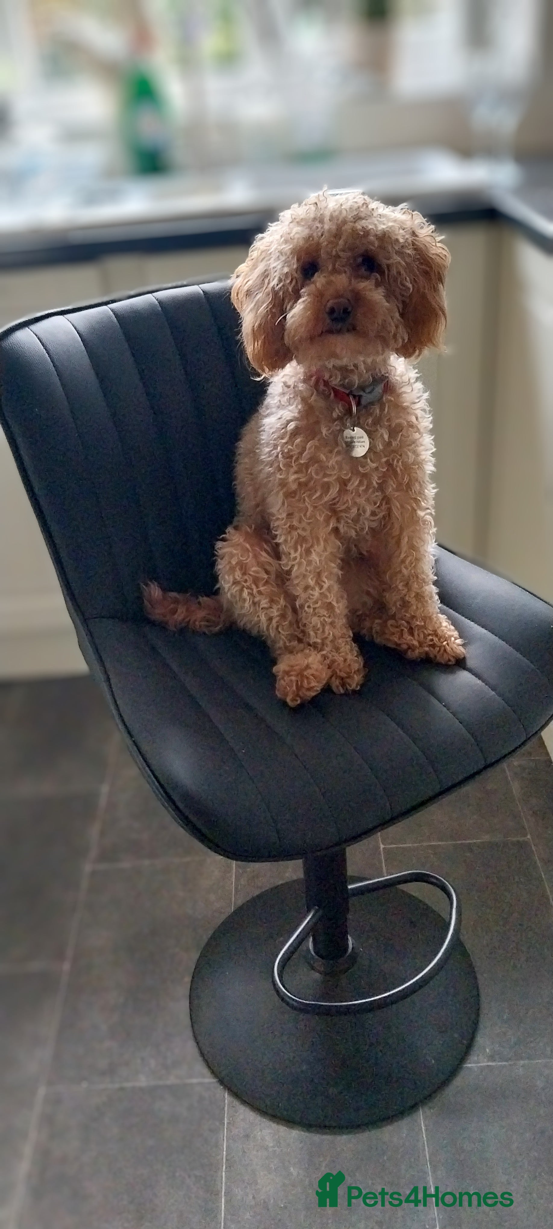 Poochon dogs Poochon pups for sale - Advert 2