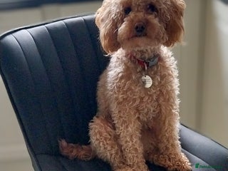 Poochon dogs Poochon pups for sale - Advert 3