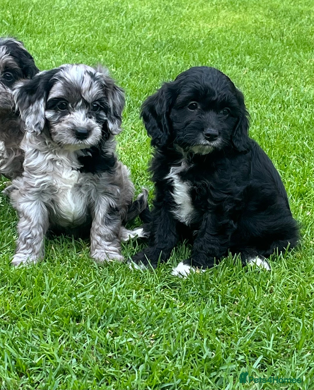 Cavapoo dogs for sale: Stunning Cavapoo puppies - Image 8