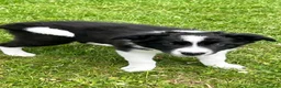 Border Collie dogs for sale: KC Reg Beautiful Border Collie Boy Ready Now - Advert 6
