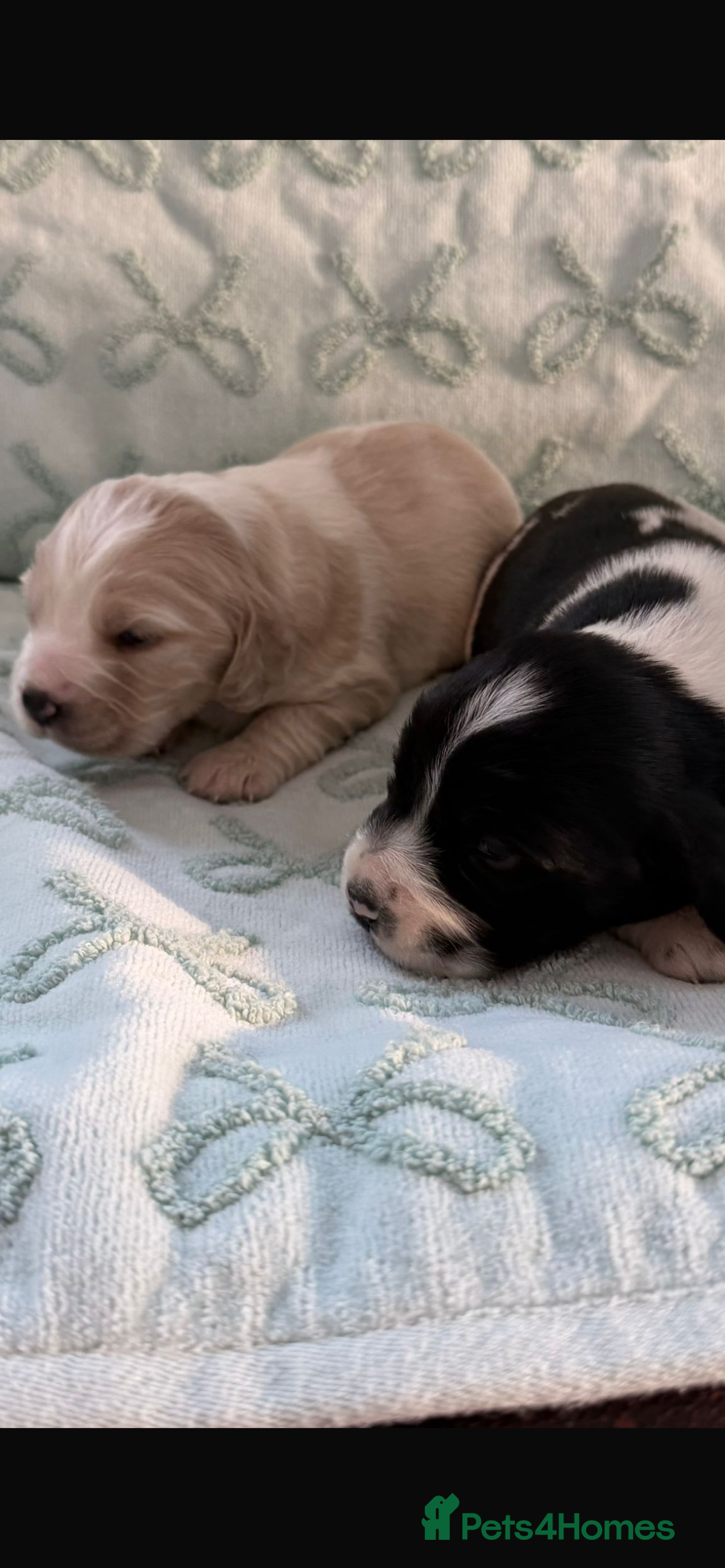 Cockerdor dogs for sale: Stunning show cocker spaniel cross Labrador puppys - Advert 8