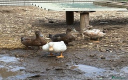 Ducks poultry for sale: Gorgeous cherry valley ducks  - Image 6