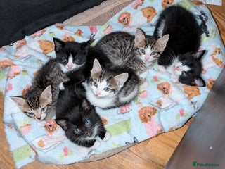 Domestic Shorthair cats - Advert 11