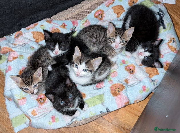 Domestic Shorthair cats - Advert 19