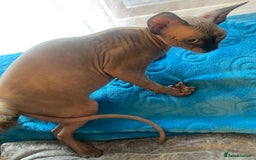 Sphynx cats for sale: Sphinx kitten ready now - Image 14