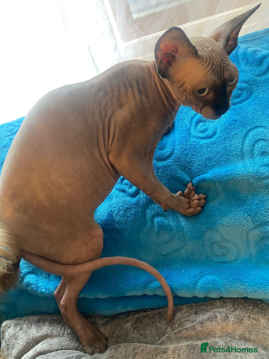 Sphynx cats for sale: Sphinx kitten ready now - Image 14