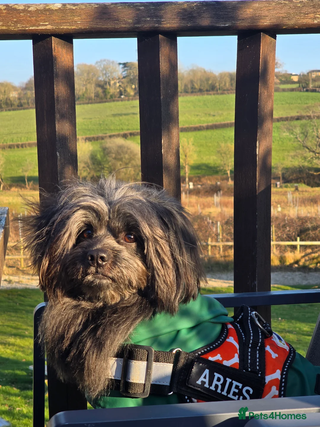 Lhasa Apso dogs for stud: Pure Lhasa Apso small sized Rare Black blue skin - Advert 13