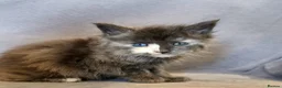 Maine Coon cats for sale: XXL pedigree kittens ready on the 20th of June - Advert 20