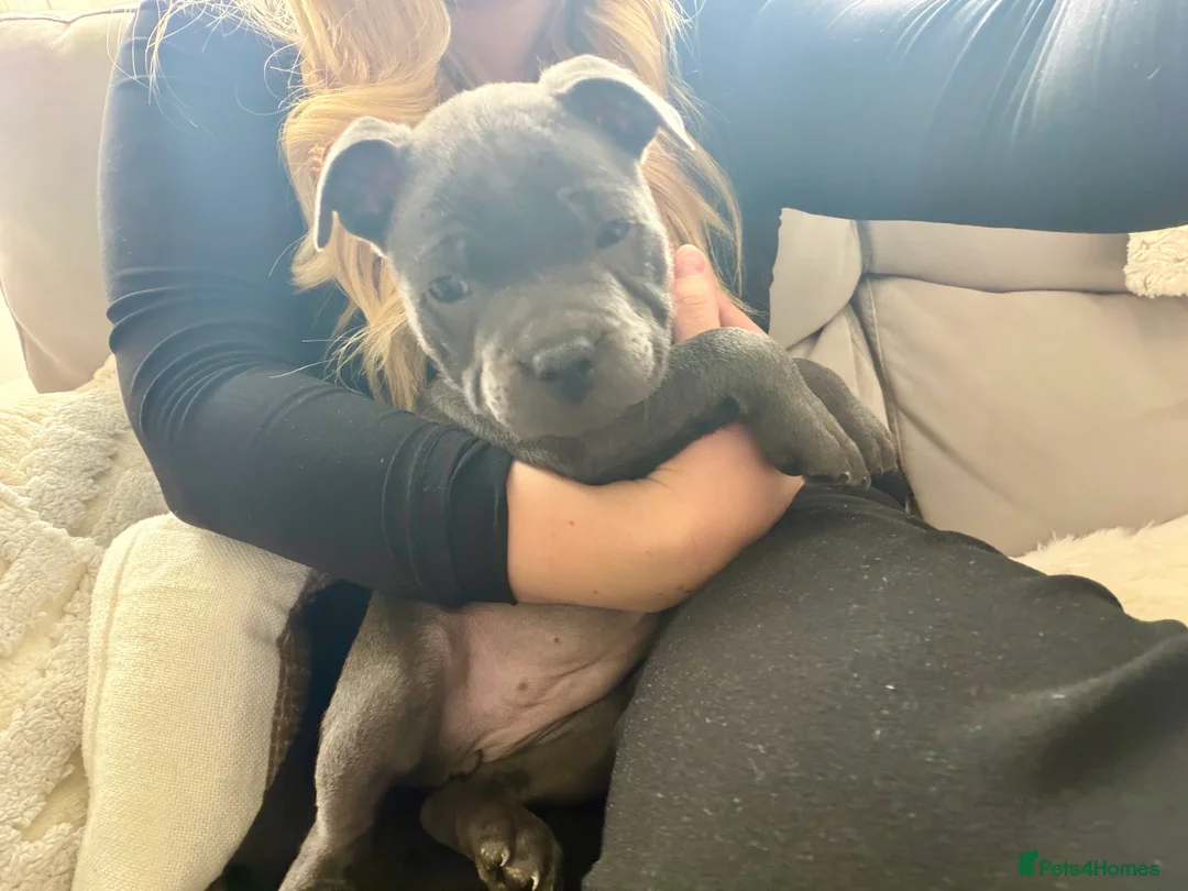 Staffordshire Bull Terrier dogs for sale: Only 1 available ; Blue Staffordshire bullterrier - Advert 36