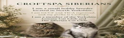 Siberian cats for sale: TICA Registered Pedigree Siberian kittens - Advert 11