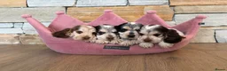 Cocker Spaniel dogs for sale: ❤️ Stunning K.C Show Cocker Spaniels ❤️ - Advert 3