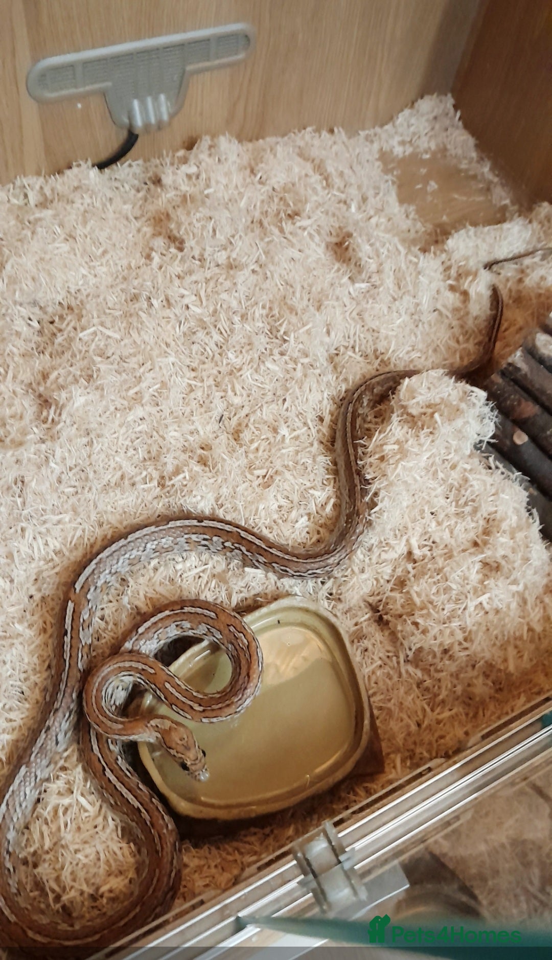 Corn Snake reptiles Female Tessera Cornsnake with Full vivarium Setup - Advert 2