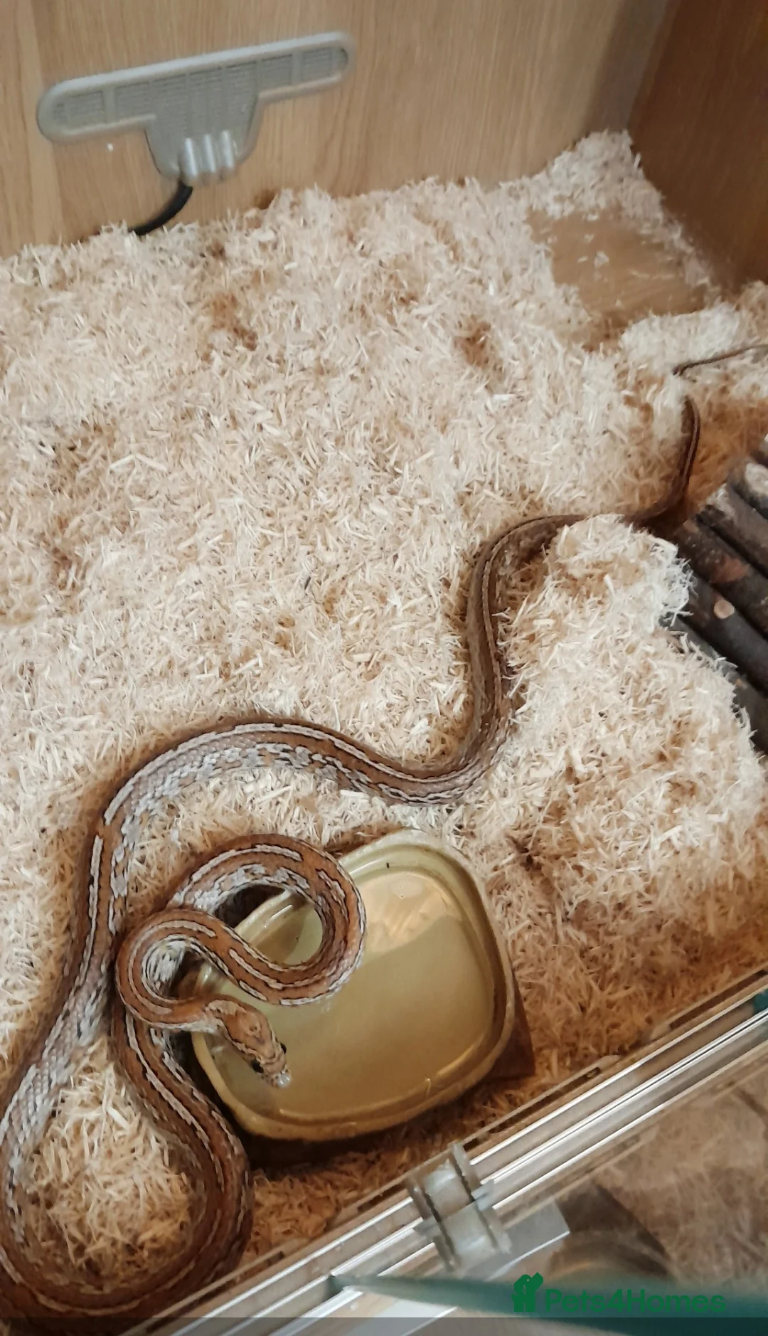 Corn Snake reptiles for sale: Female Tessera Cornsnake with Full vivarium Setup - Advert 2