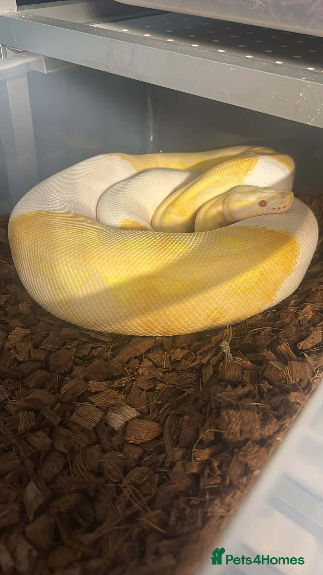 Python Snake reptiles for sale: Captive Bred Ball Pythons – Dundee - Advert 3