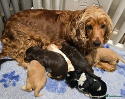 Cocker Spaniel dogs - Advert 2