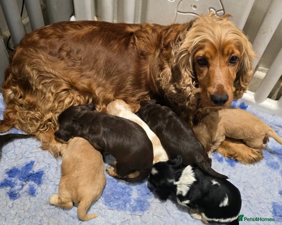 Cocker Spaniel dogs - Advert 4