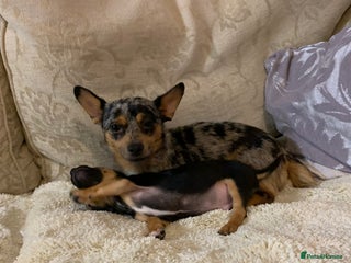 Jack Russell dogs Jack Russell - Advert 8