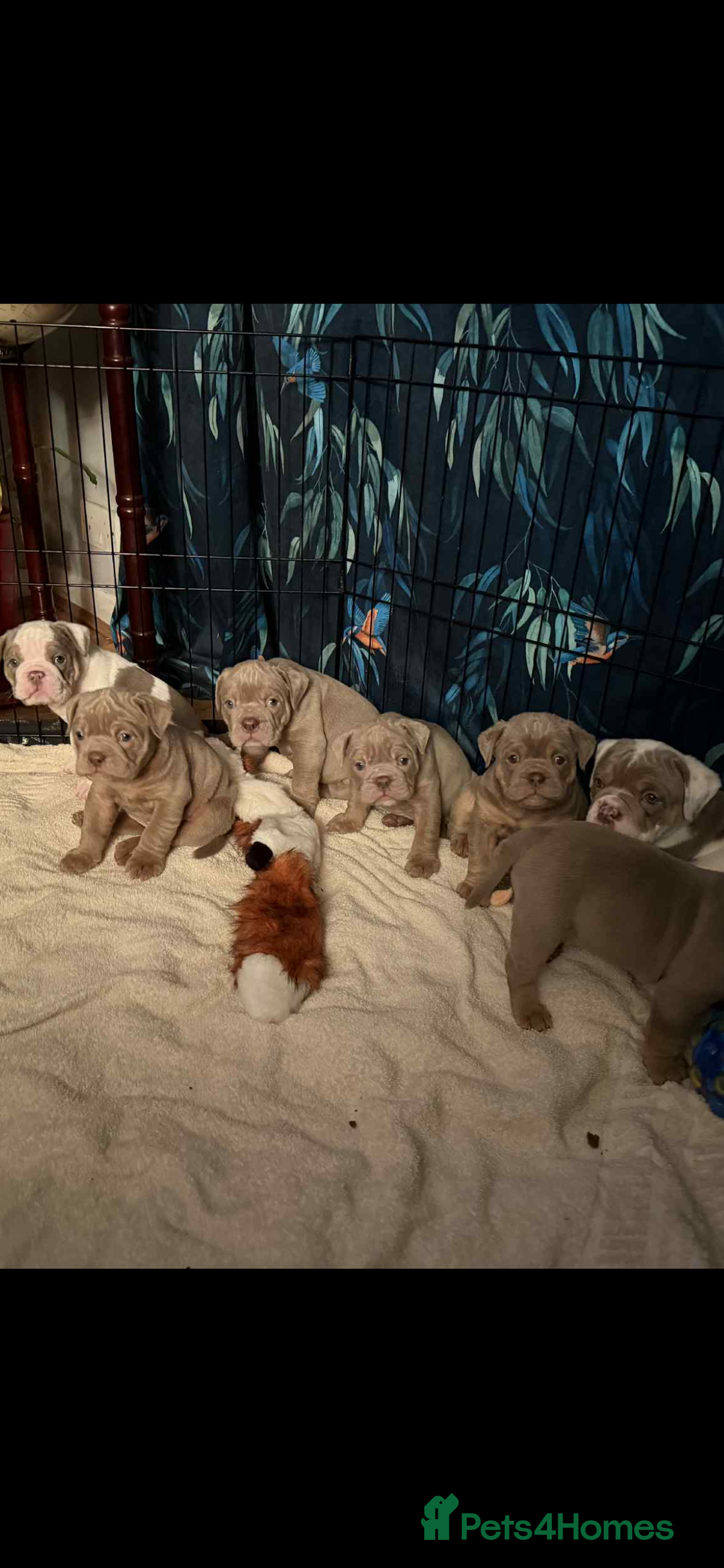 Olde English Bulldogge dogs for sale: The best Old English Bulldogge  - Advert 7