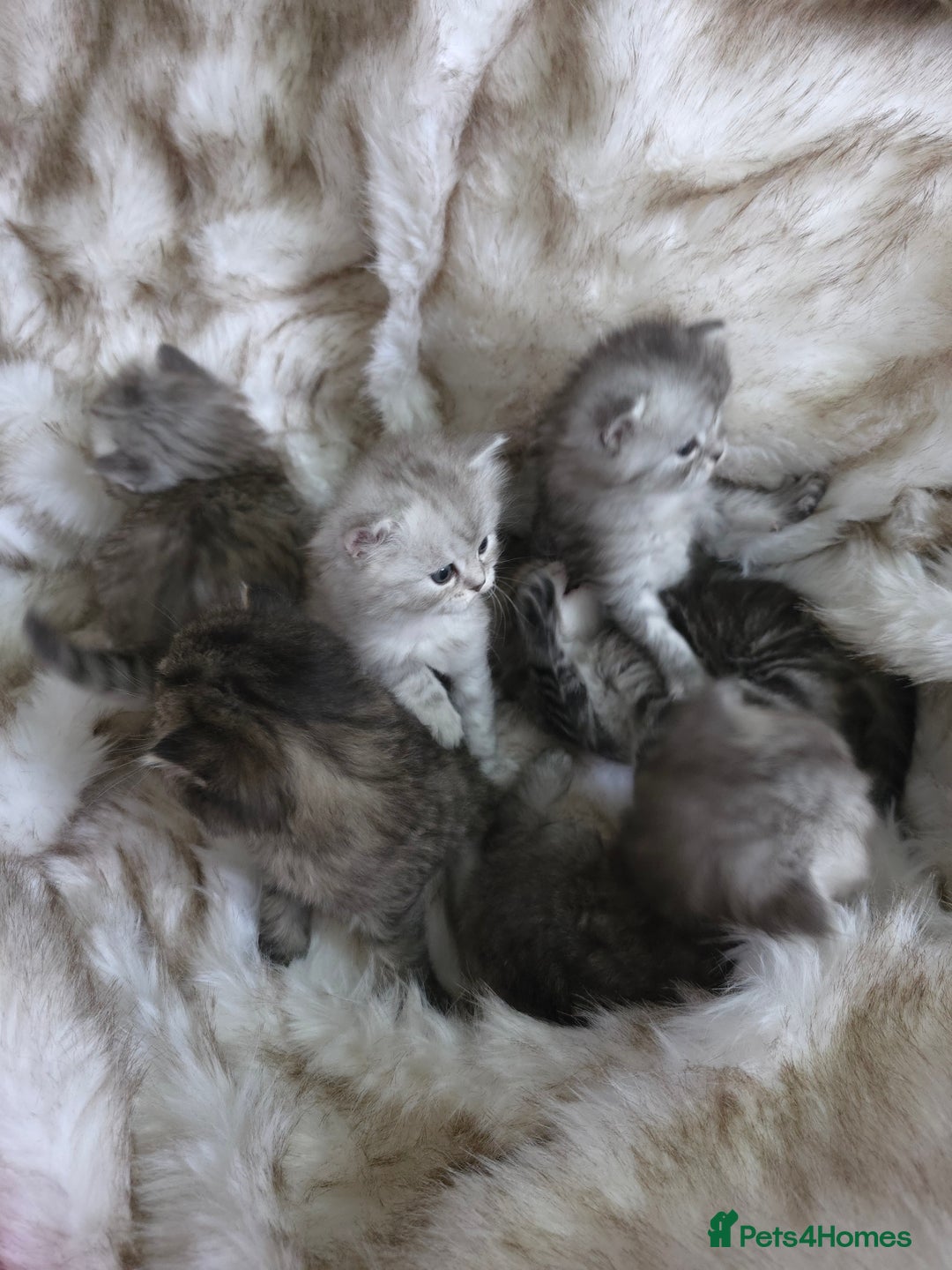 Persian cats for sale: Persian kittens  - Advert 11