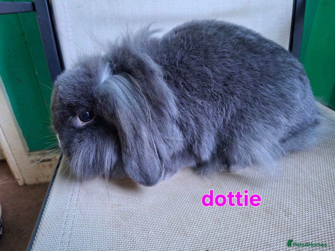 Mini Lion Lop rabbits for sale: 4 does and 5 bucks mini lop and lion lop - Image 6