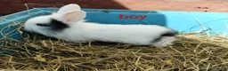 Mixed Breed rabbits for sale: Mini lop x dutch - Advert 4