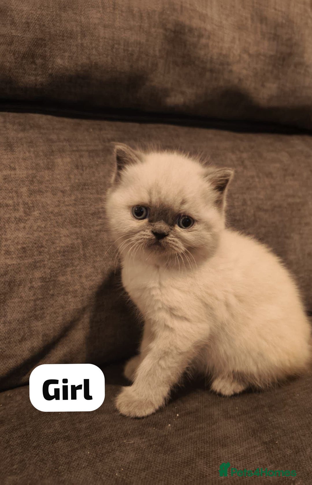 Persian cats for sale: Incredible exotic Persian kittens - Advert 7