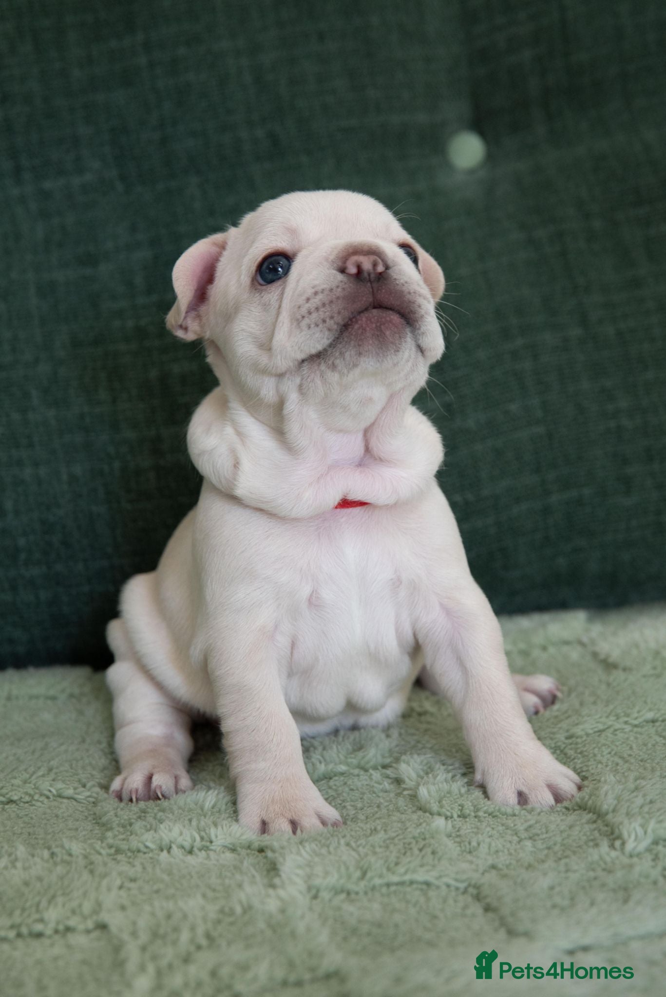 French Bulldog dogs French bulldog puppies ( cream ) - Advert 22