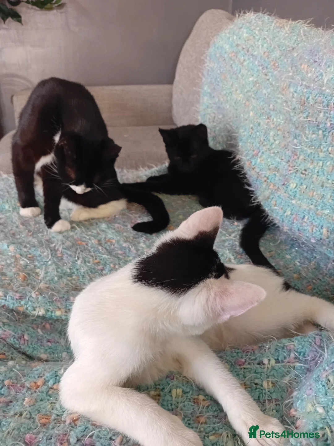 Mixed Breed cats for adoption: Sweet kittens looking for their forever homes - Advert 15