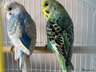 Ringnecks birds 2 budgies + cage and toys/perches - Advert 6