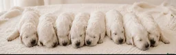Golden Retriever dogs for sale: Newmiller Retrievers Upcoming Litter Announcement  - Advert 3