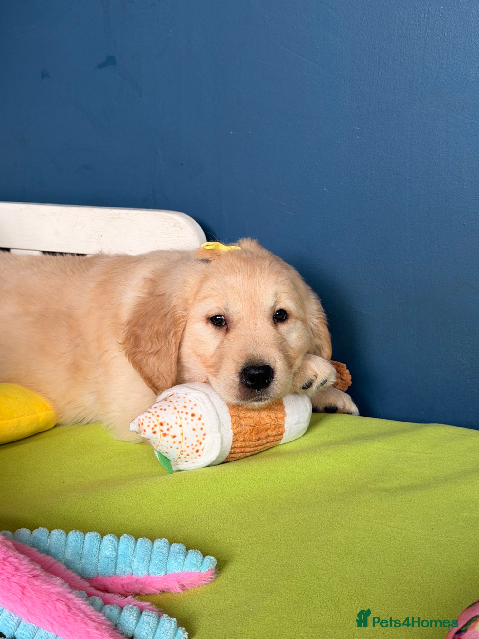 Golden Retriever dogs for sale: 🐶 Gorgeous Chunky type Golden Retriever Puppies🐶 - Advert 2