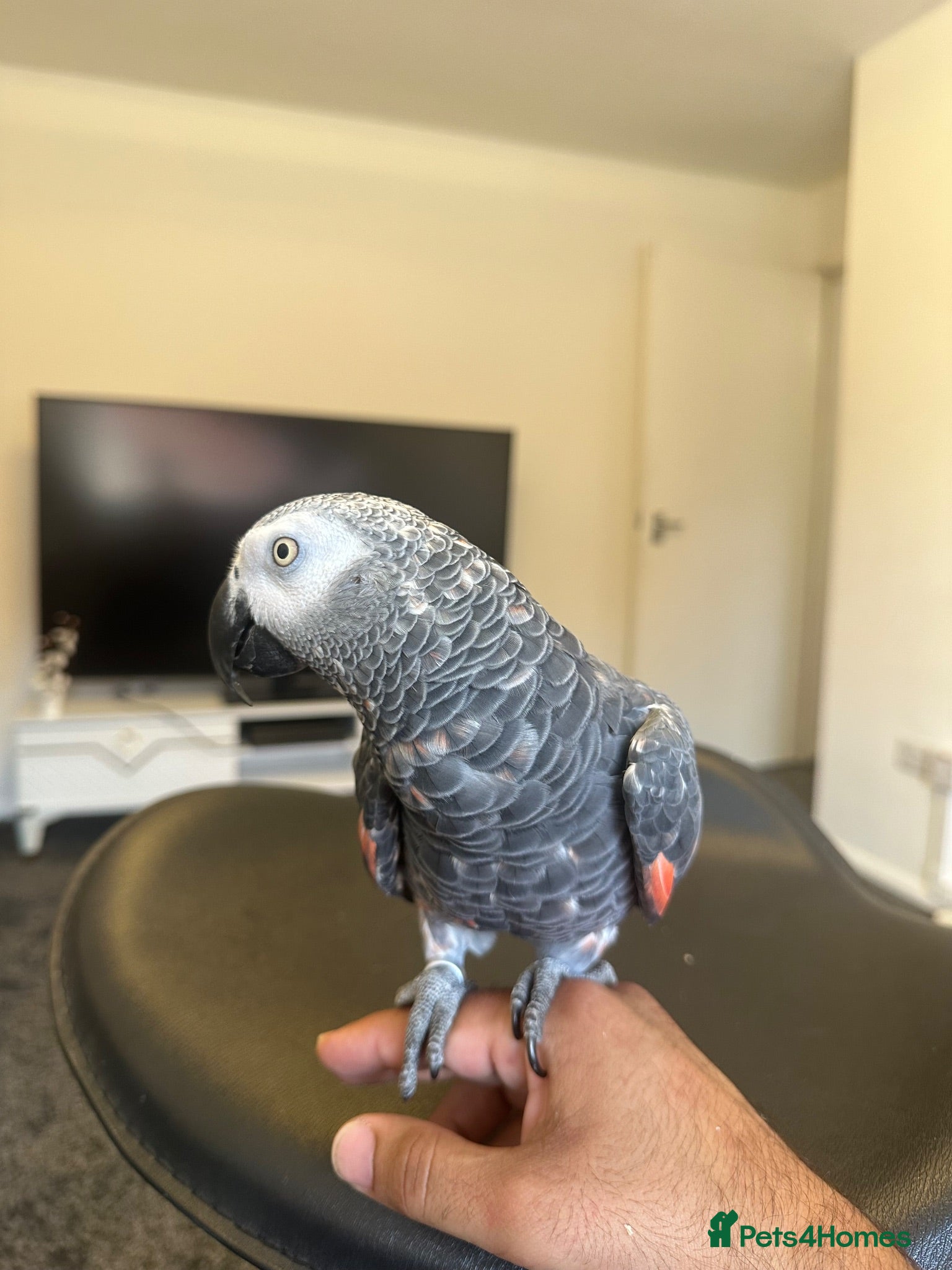 Parrots birds Afrecan grey - Advert 1