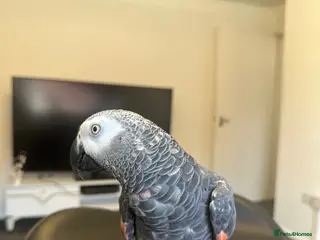 Parrots birds Afrecan grey - Advert 1