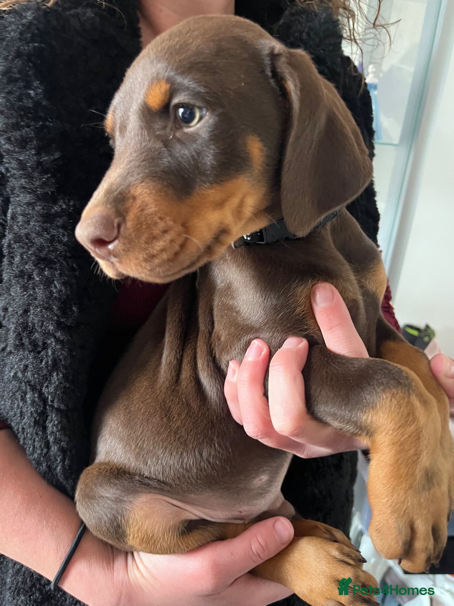 Dobermann dogs Doberman puppies for sale only 1 boy left  - Advert 15