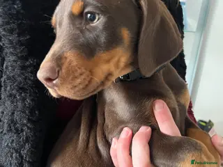Dobermann dogs Doberman puppies for sale only 1 boy left - Advert 8