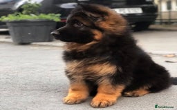 German Shepherd dogs for sale: German Shepherd Ready Forever Home  - Image 5