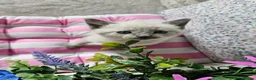 Ragdoll cats for sale: Ragdoll - Advert 9