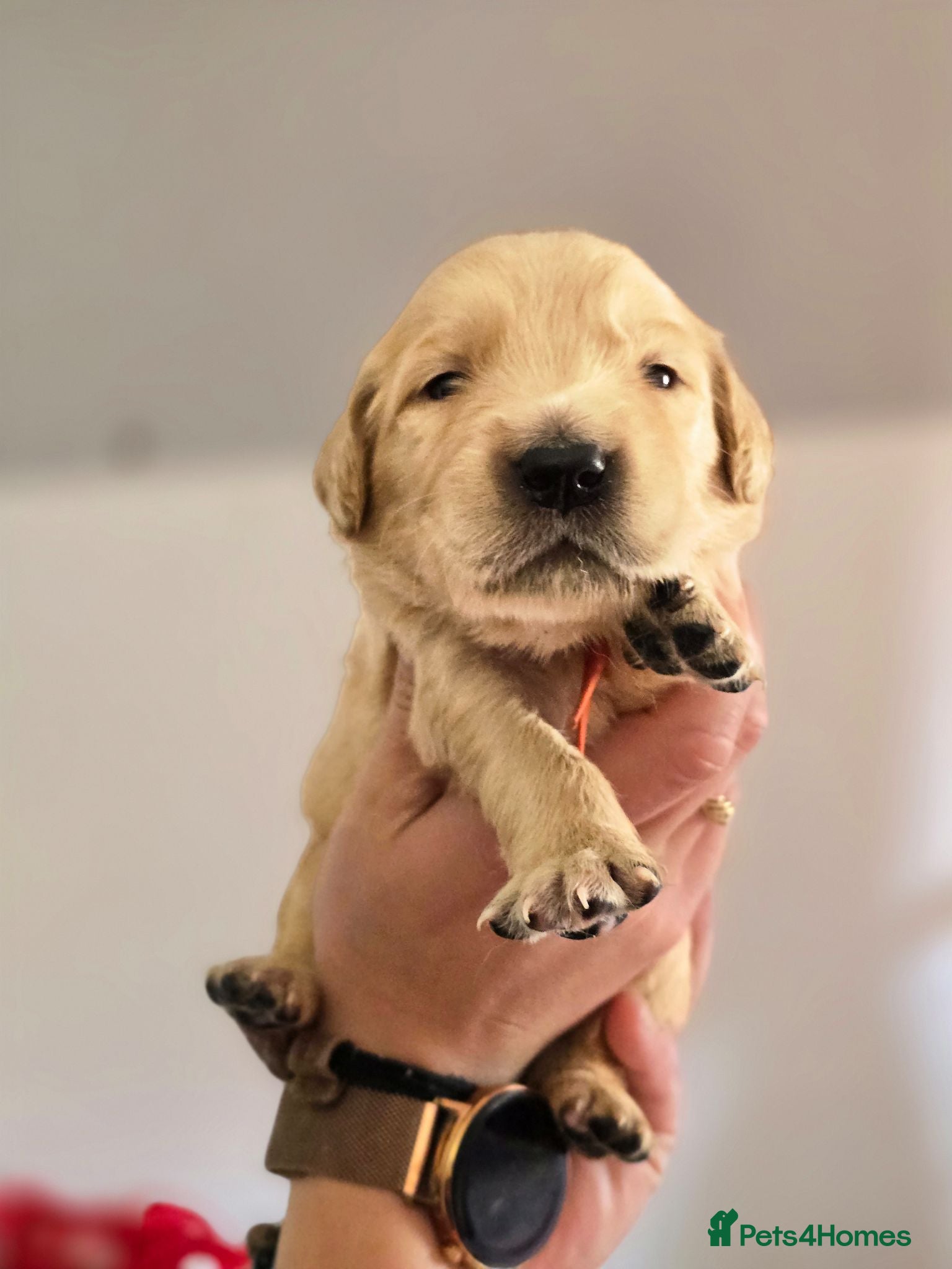 Golden Retriever dogs KC Registered Golden Retrievers !  - Advert 14