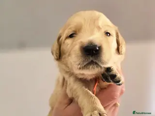 Golden Retriever dogs KC Registered Golden Retrievers ! - Advert 7