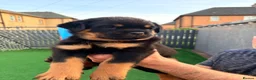 Rottweiler dogs for sale: 7 amazing rottweiler pups - Advert 9