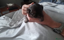 Malshi dogs for sale: Gorgeous pups - Image 8