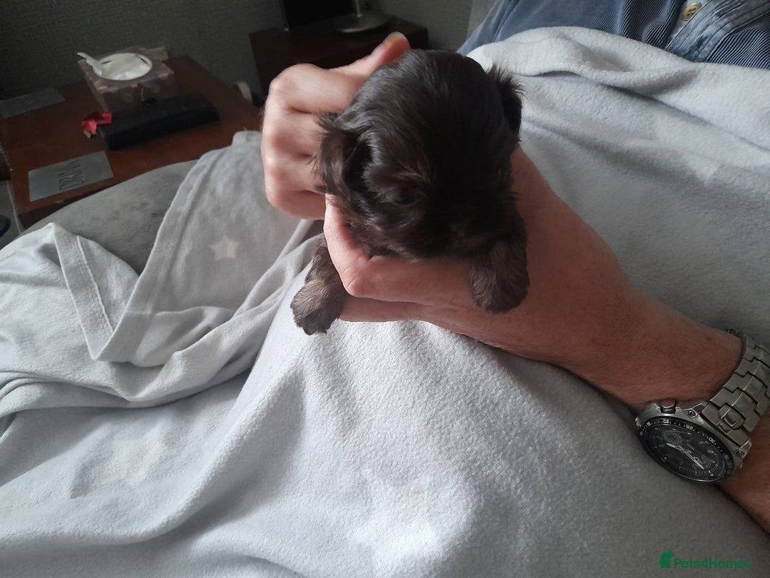 Malshi dogs for sale: Gorgeous pups - Image 8