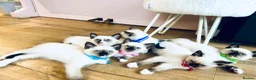 Ragamese cats for sale: Stunning Ragdoll x Thai Siamese - Advert 7
